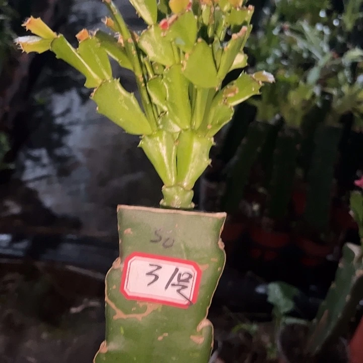 @***）.31号带盆050血月