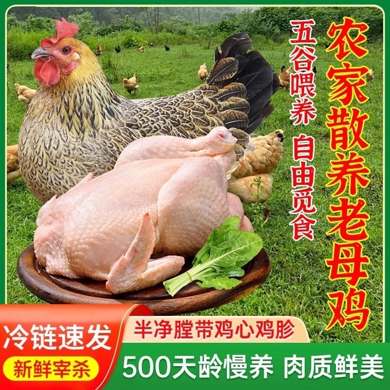 生态散养溜达老母鸡冷鲜净膛整鸡可清蒸五谷杂粮喂养走地鸡