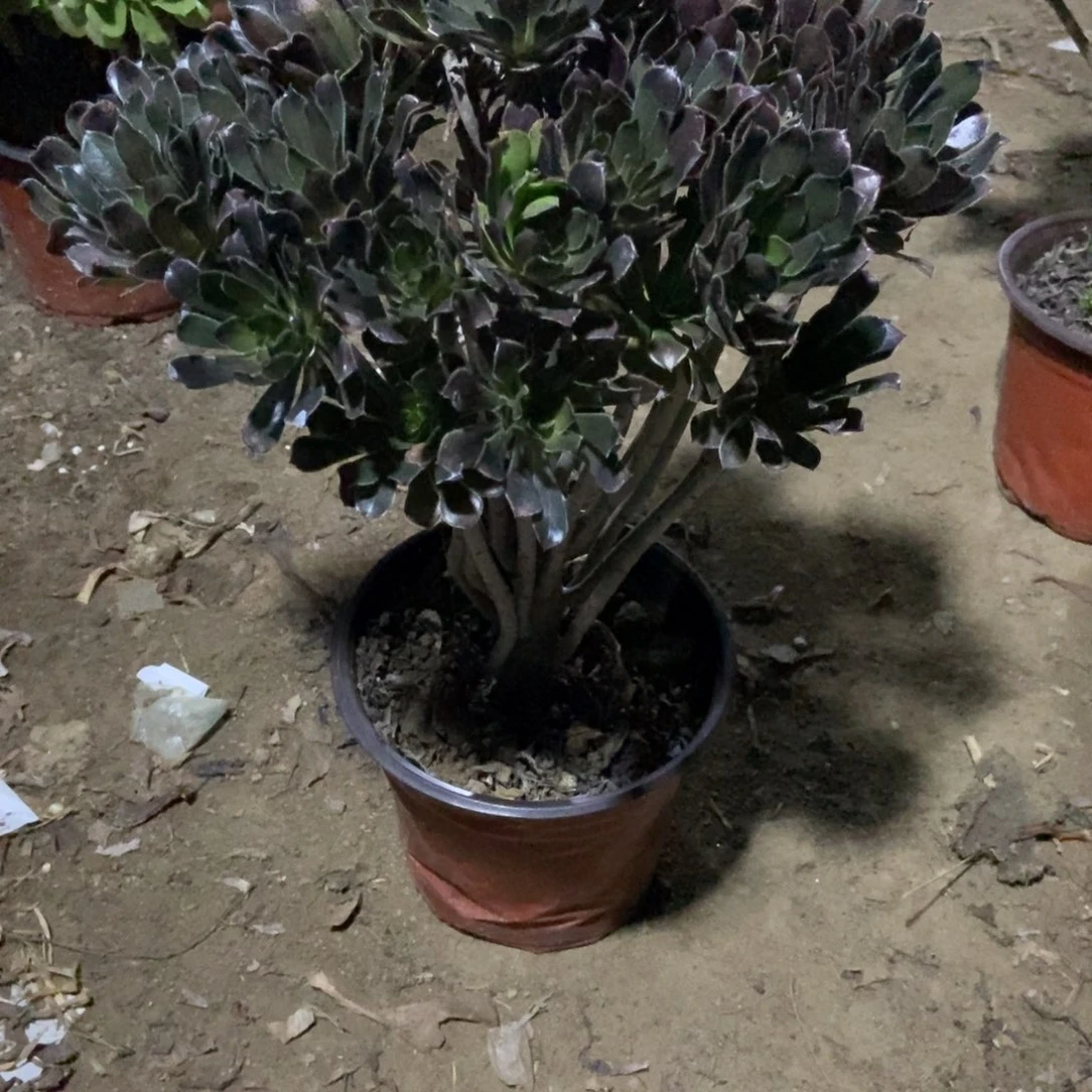 无花朵5号链接灰发法师