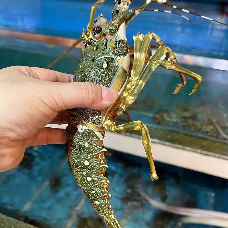鲜活青龙仔（保鲜不保活） 鲜青龙仔海鲜水产青龙仔 次日达