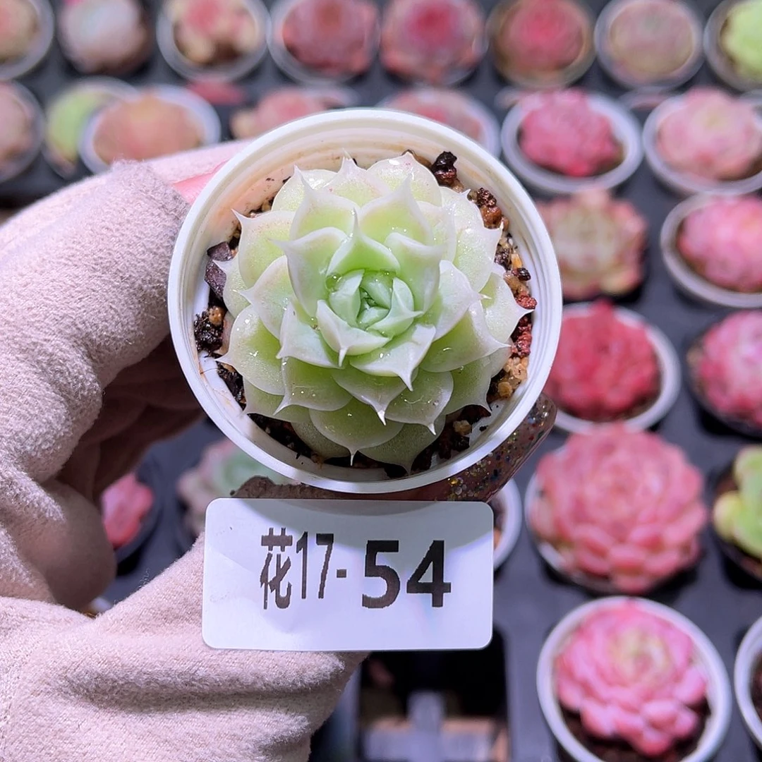 花利美17-54麦秆单头