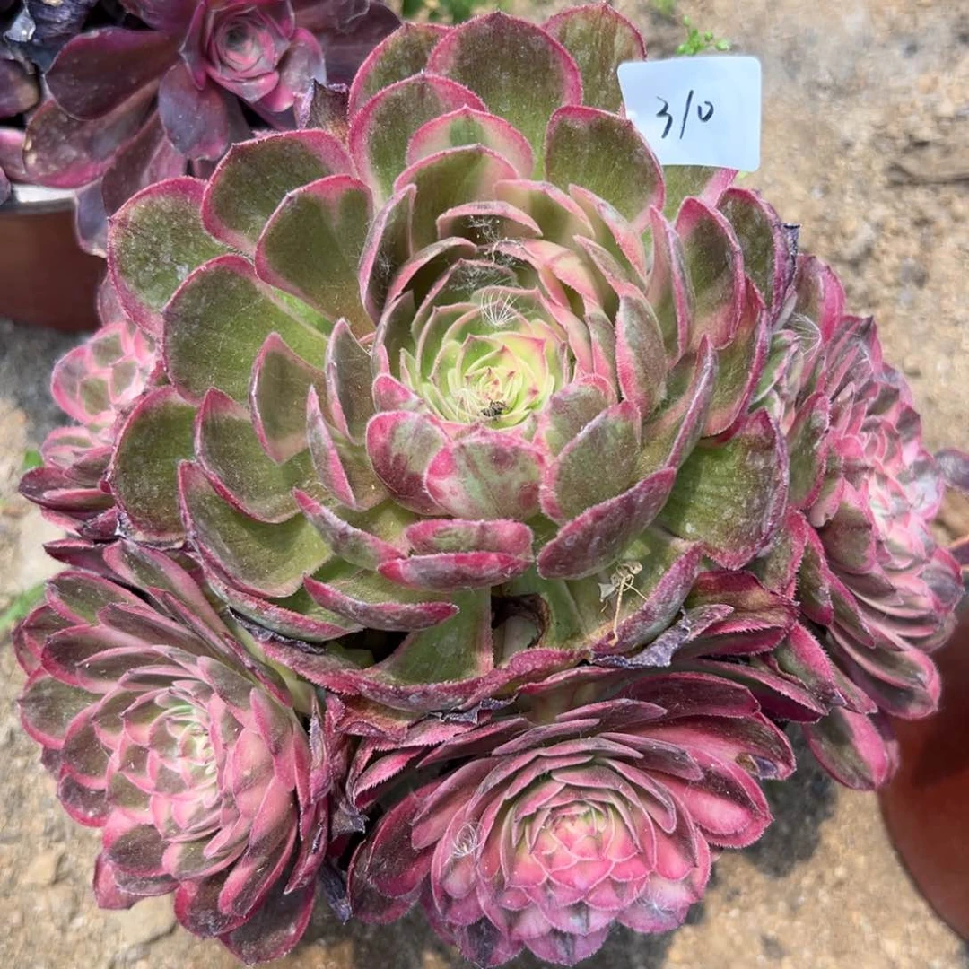 310海神多肉植物系