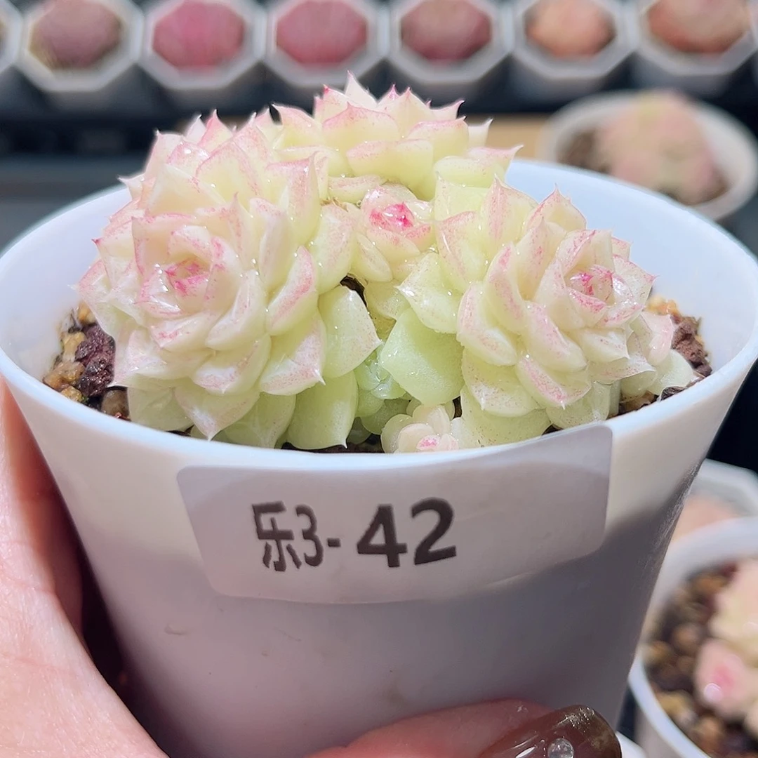 乐3-42 白天鹅群不包整