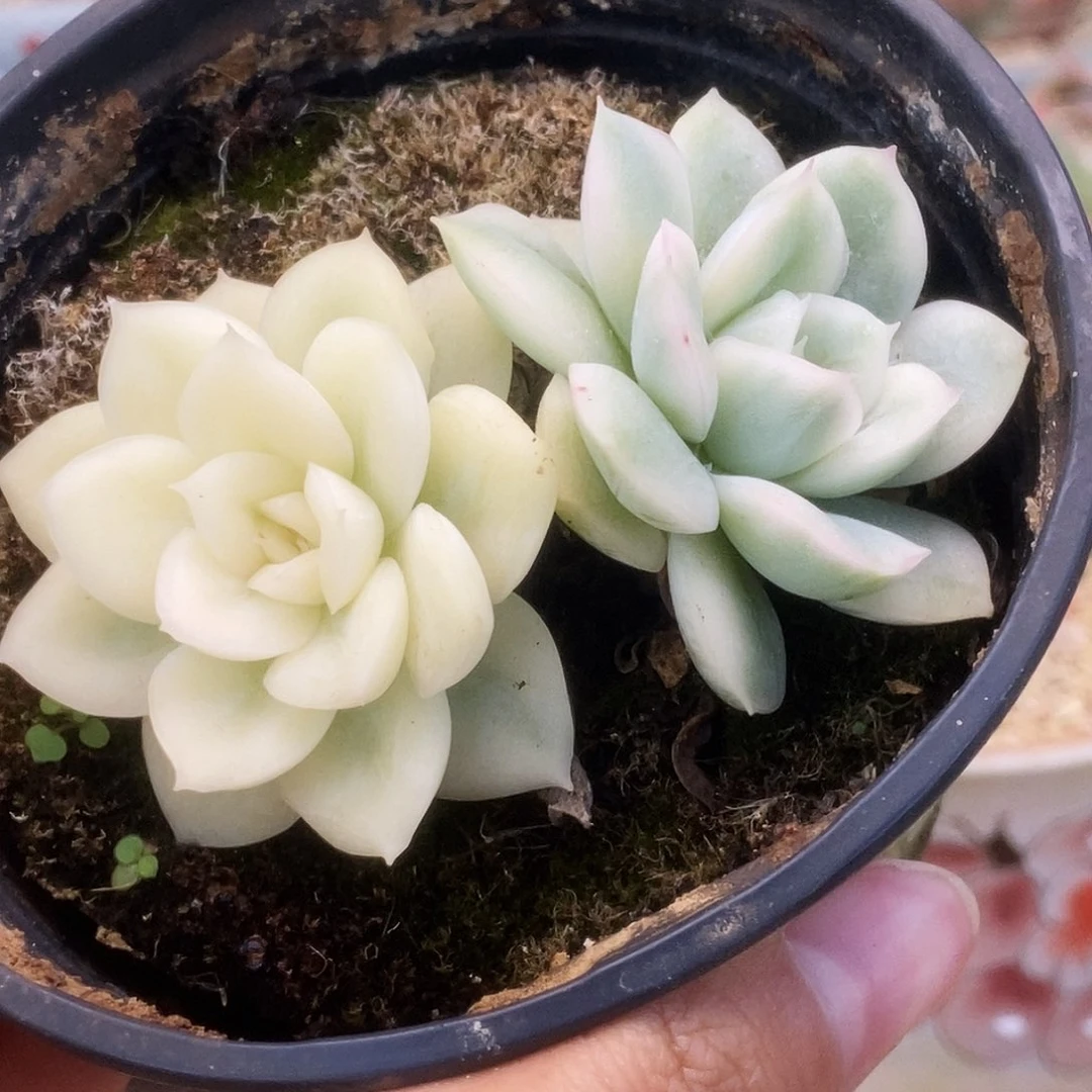 196月亮仙子一头宽锦覆轮一头正常覆轮