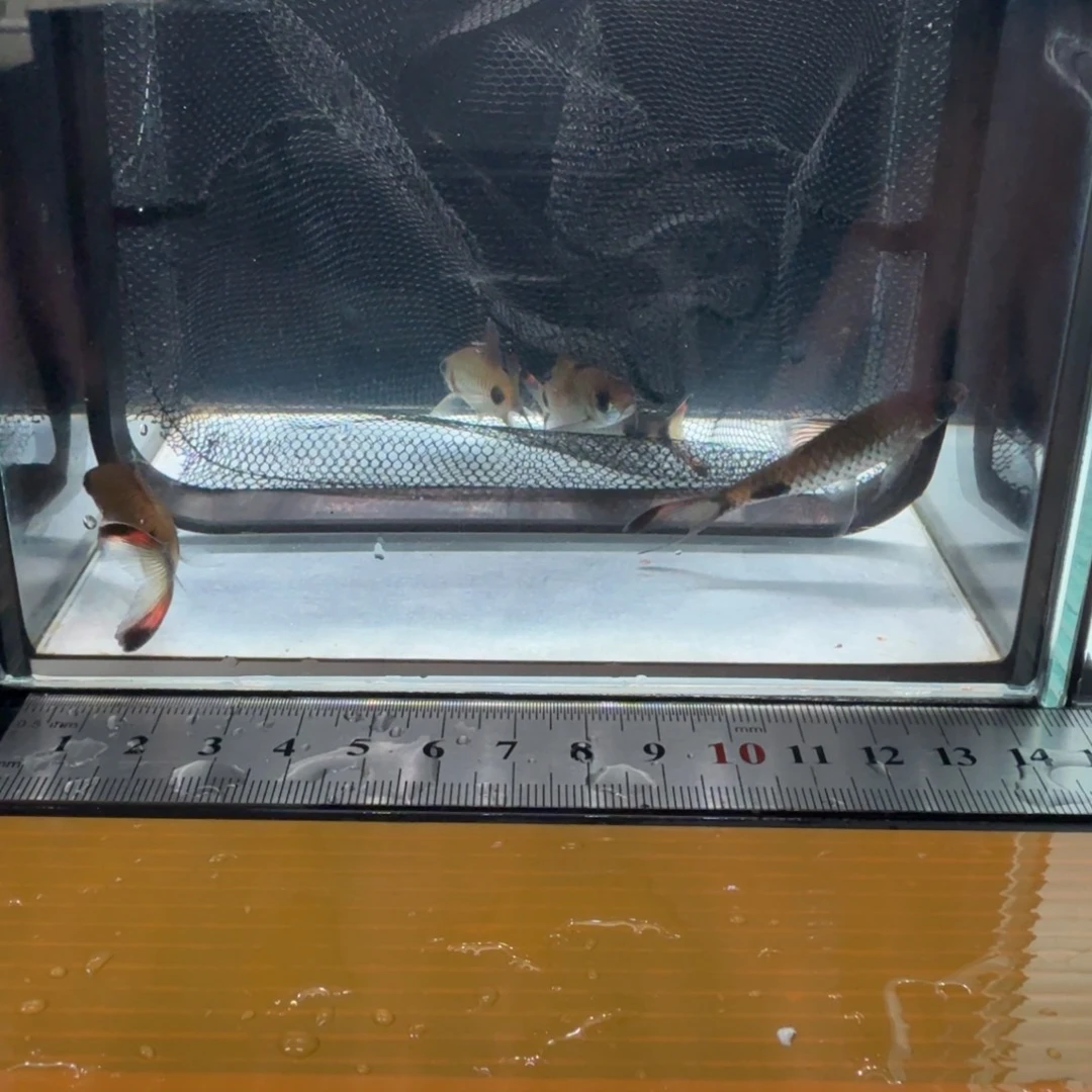 海水红旗蓝黑影道人0000