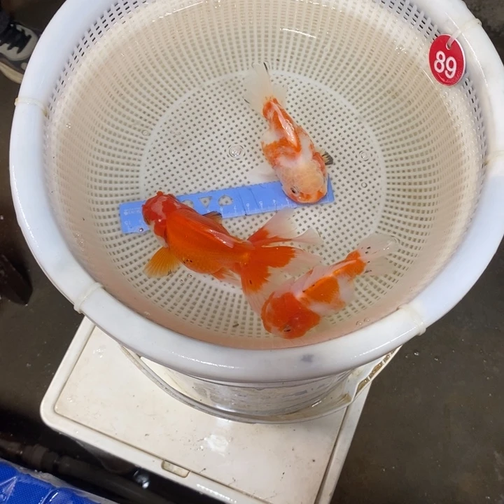 狮头鱼金鱼活体24