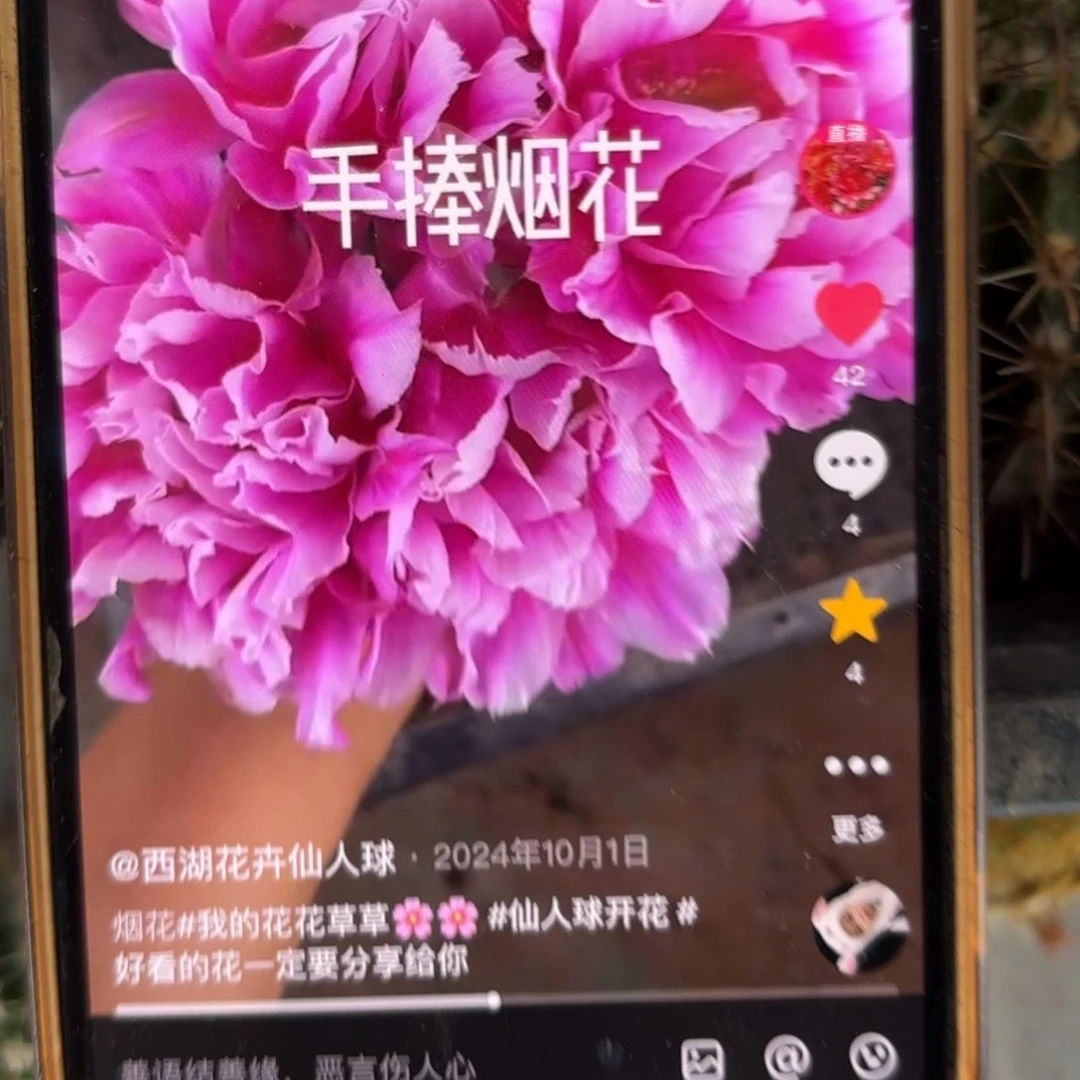 烟花彩侧牙20包邮仙人球13