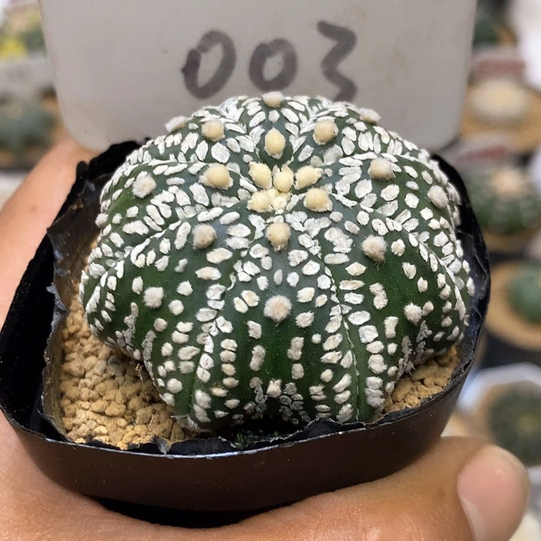 003附近特价咯海星