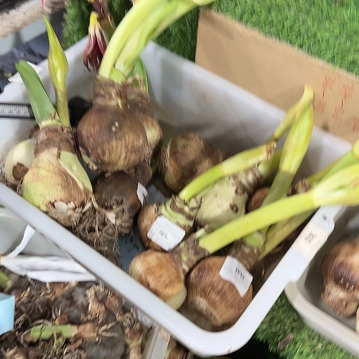 混轻餐次不包售后3球