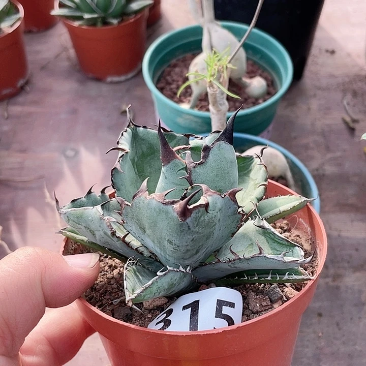 315蓝鲸仁王冠龙舌兰