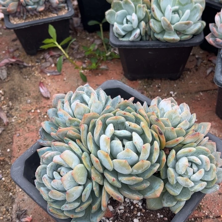 小****4101多肉多肉多肉多肉多肉