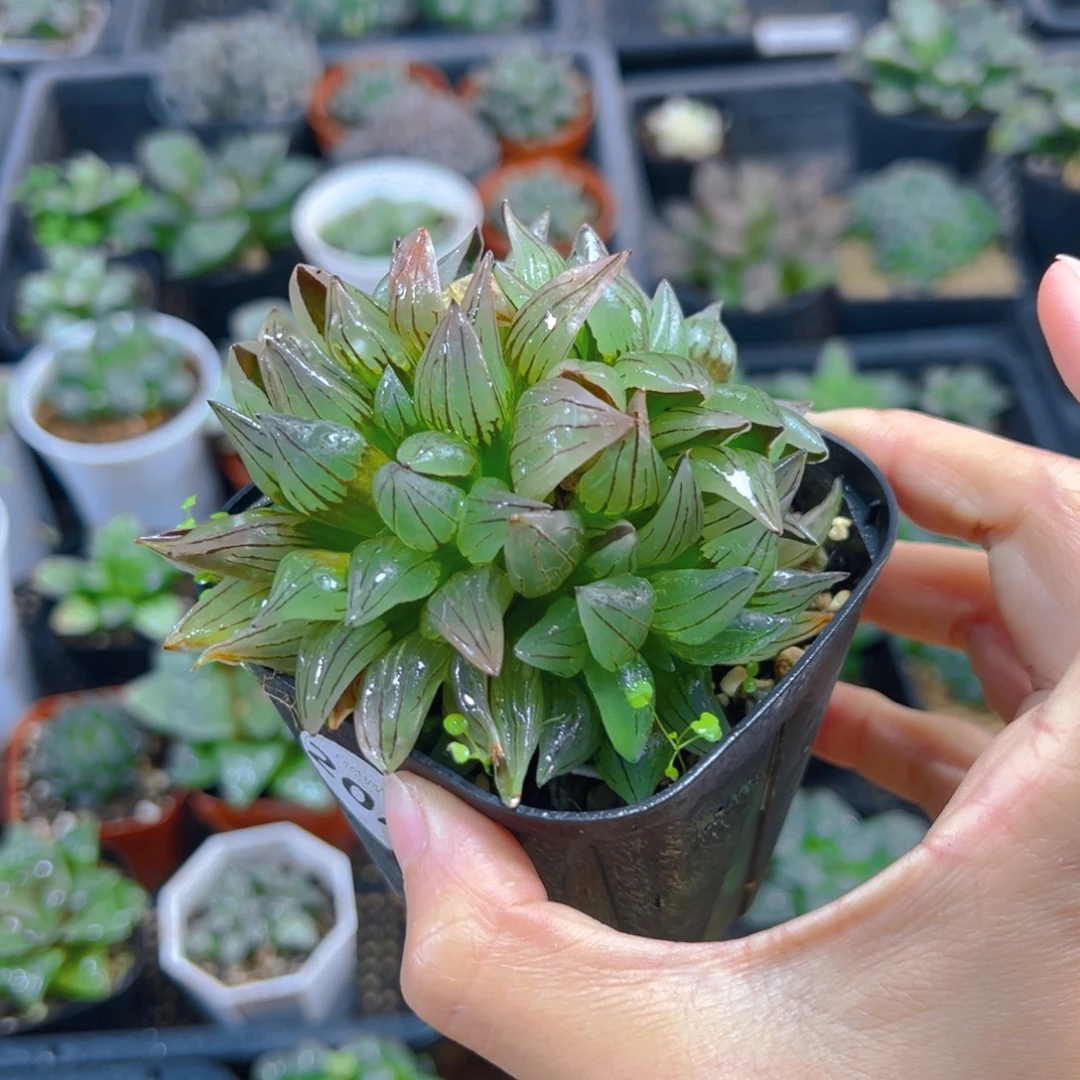 2026多头玉露多肉多肉多肉