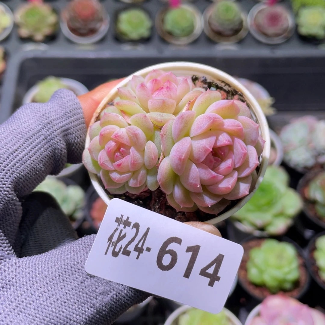 花利美24-614糖心新品