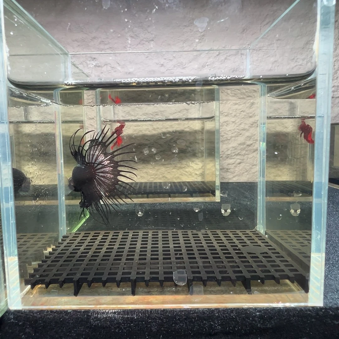 斗鱼阿浩泰斗23日3