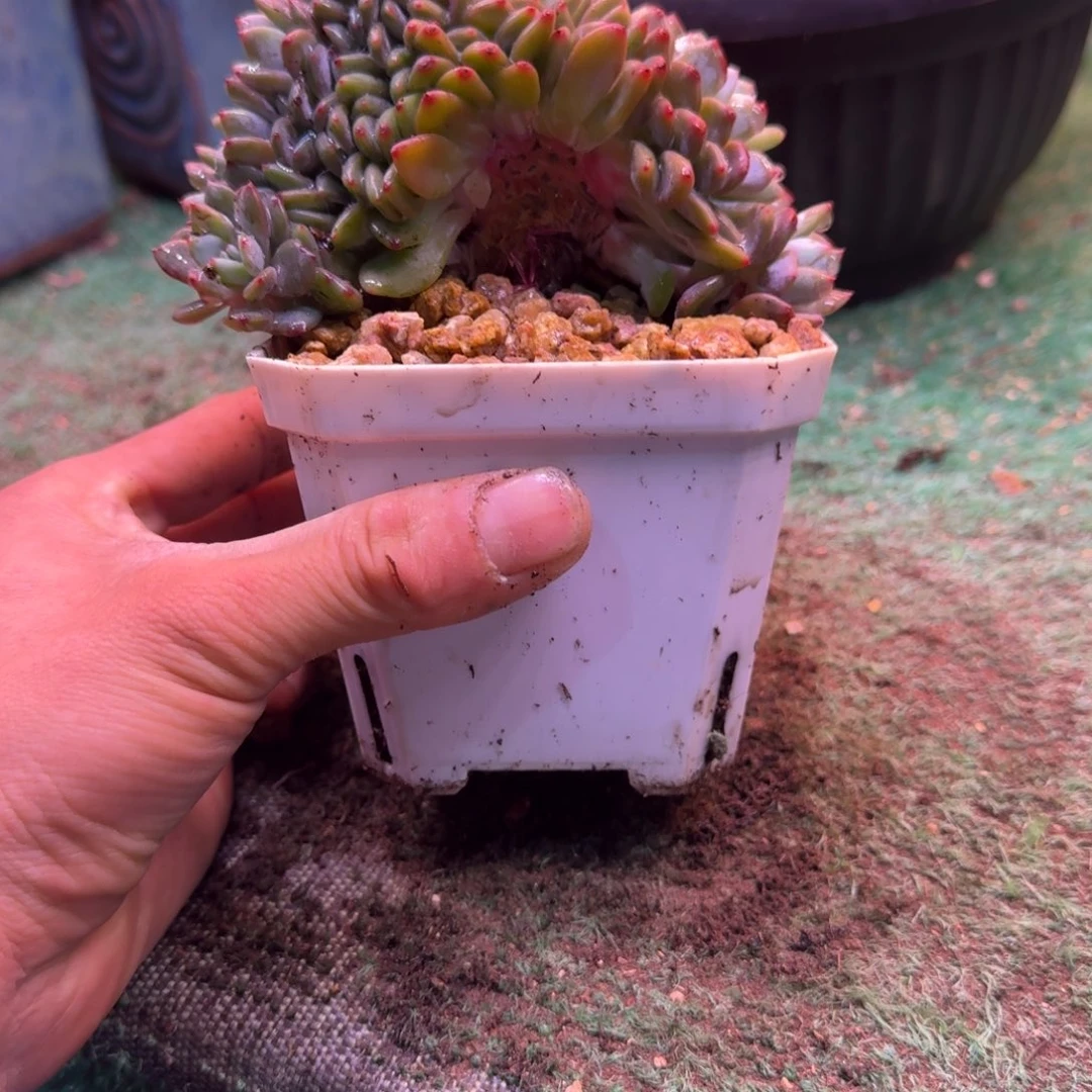 甜***西星影树缀无砍多肉