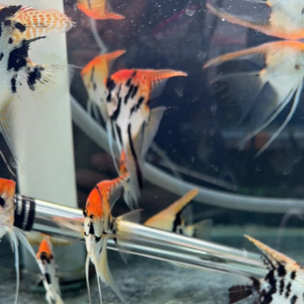 神仙鱼，燕鱼 金鼎，蓝魔，熊猫红魔鬼 海鸥燕 大红袍燕淡水观赏鱼