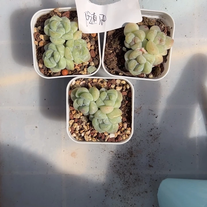随风一物一拍专拍