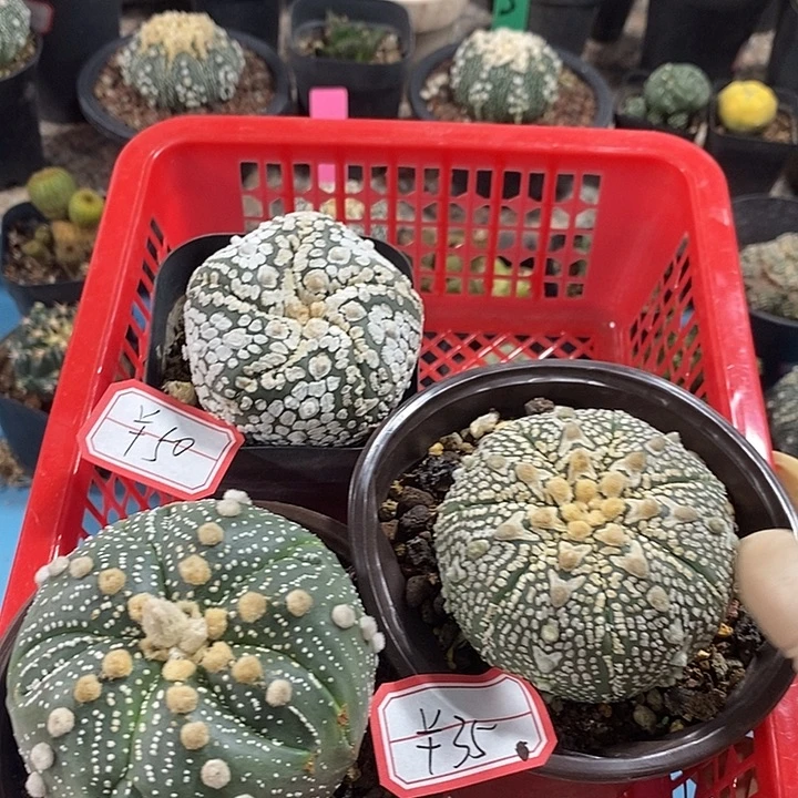 五菱兜v兜旋转兜组合