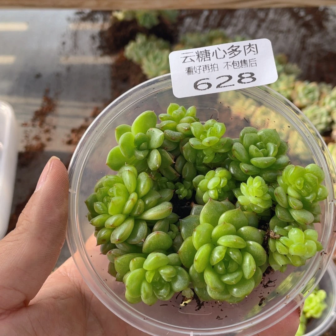 云糖心多肉植物628