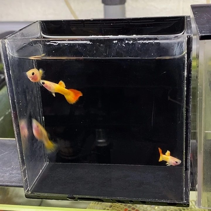 孔雀鱼皇家日落玻璃猫2对