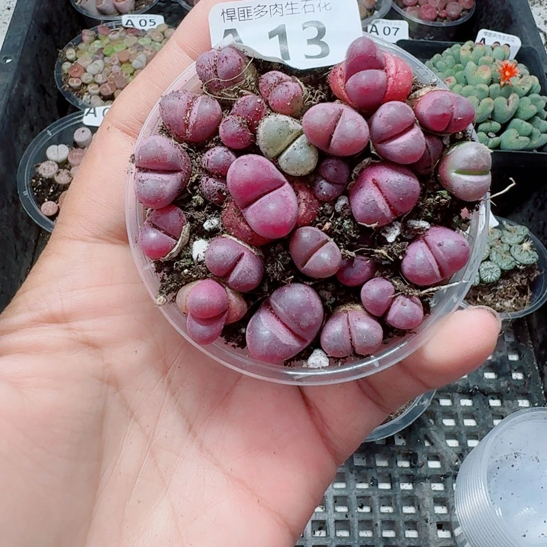 13多肉植物多肉植物