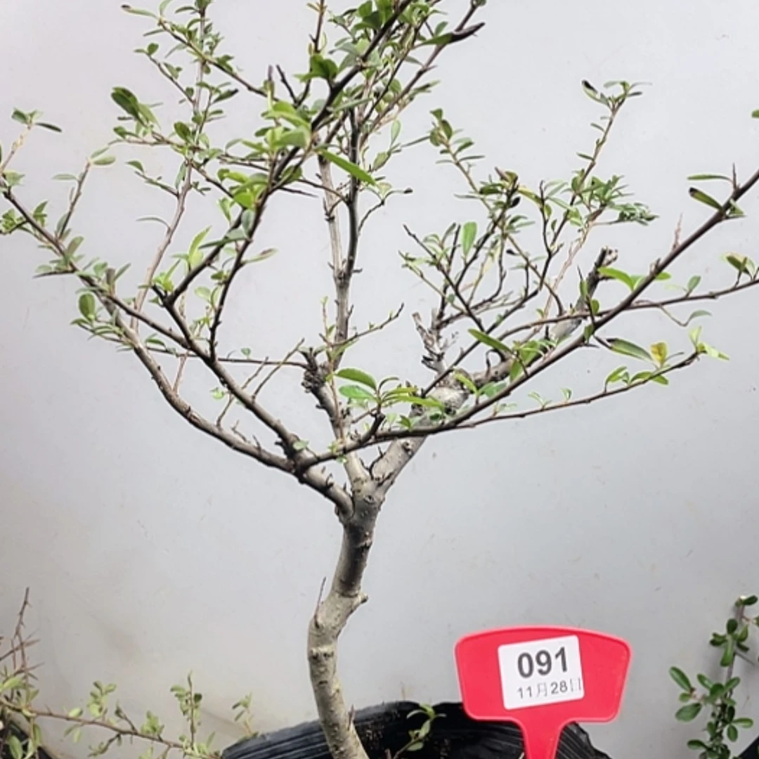 【闪购商品】无花朵091