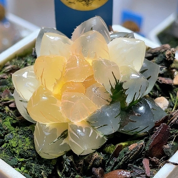 501水中月一物一拍