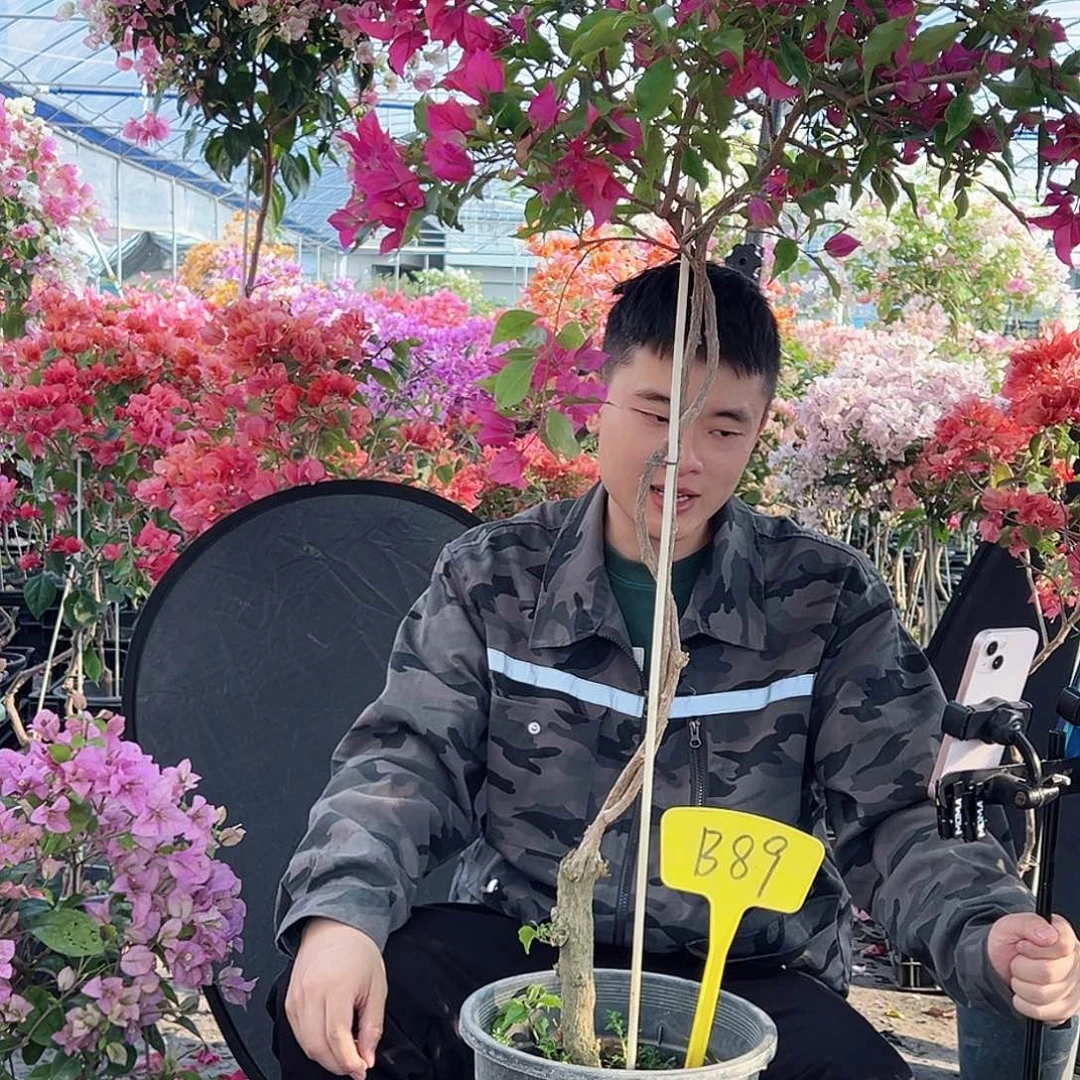 春***里大部分花苞少量开放B89酒红桑巴