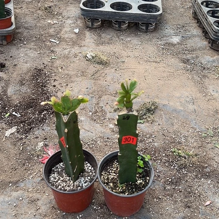 301+302嫁接蟹爪兰：028+027（小苗）