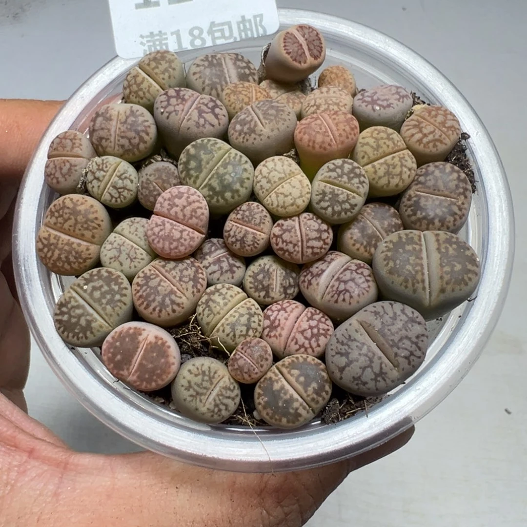 【闪购商品】1195。