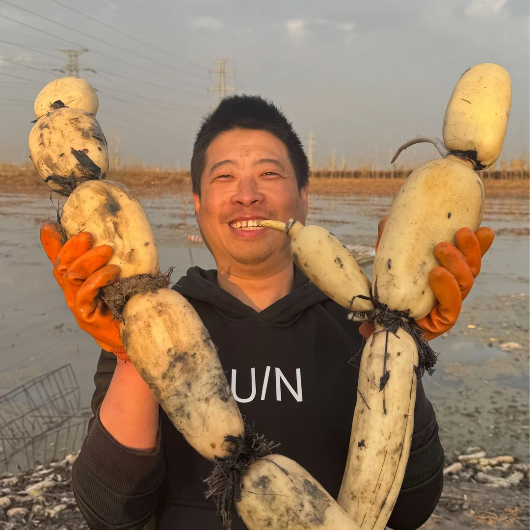 【生吃水果藕】白洋淀水果莲藕新鲜脆藕嫩凉拌现挖生吃脆口