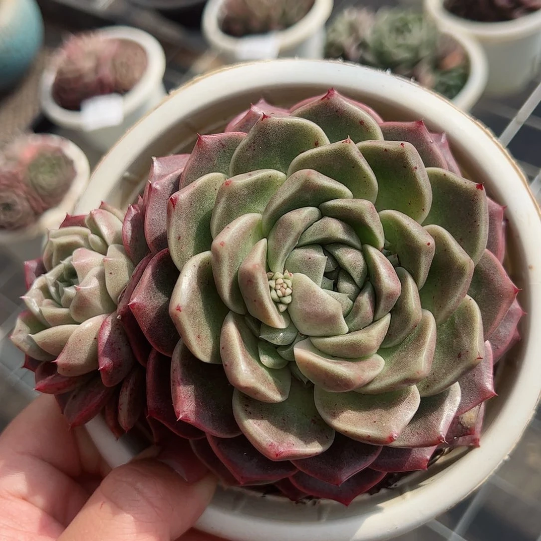 珍妮杂单头带仔老桩