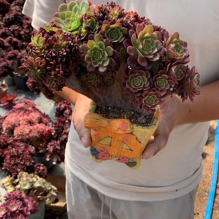 万黄朵朵脱土盆加花