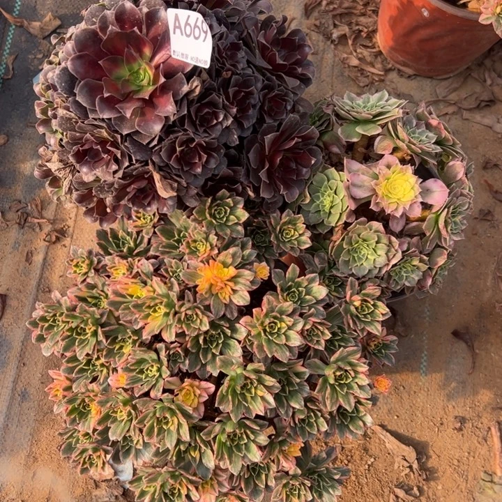组合3颗多肉植物669.