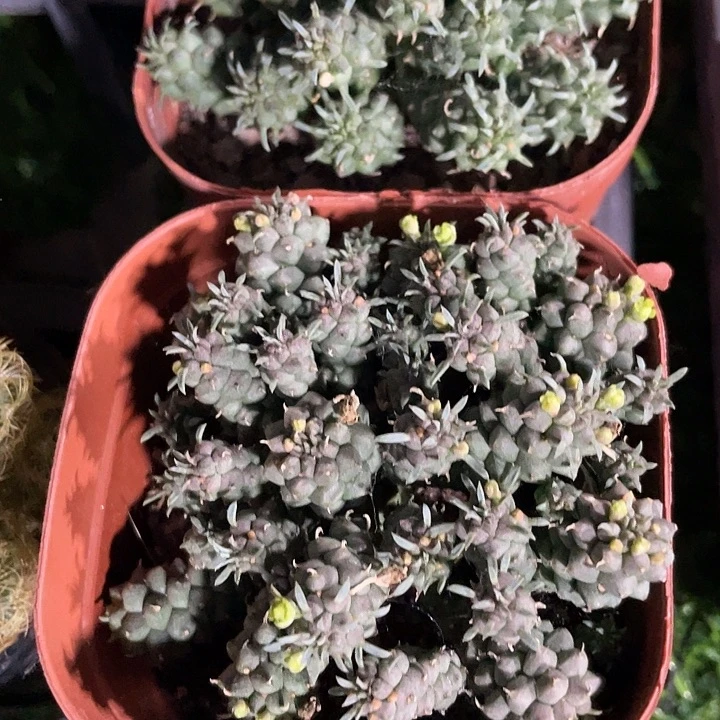 九头龙群满25包邮