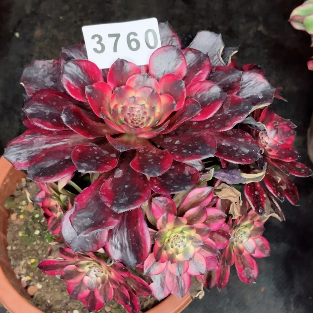 时****人烟花多肉发货发货