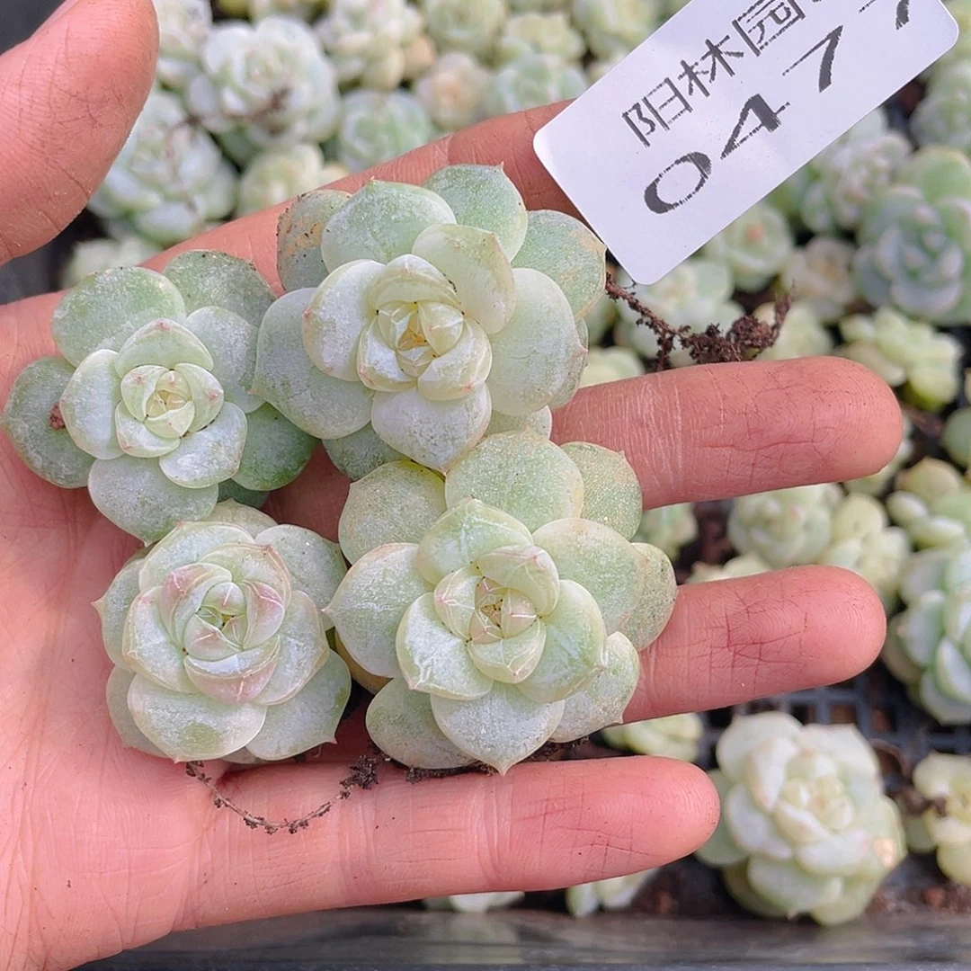 什***么多肉植物多肉植物477