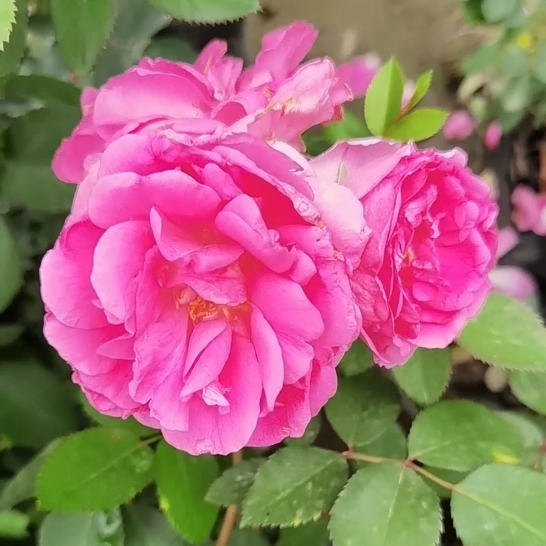【月季花】一物一拍阳台