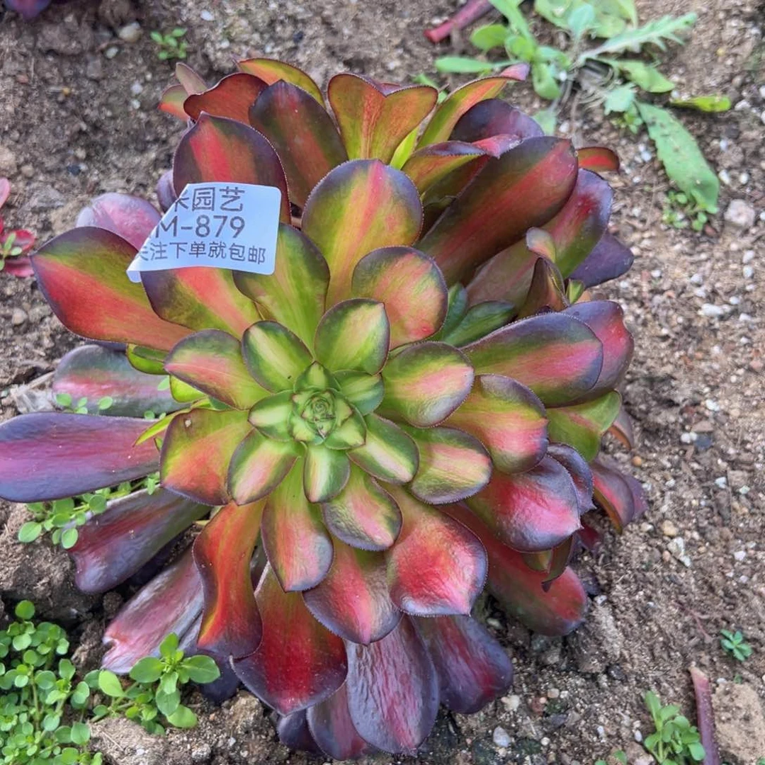 红日多肉植物879