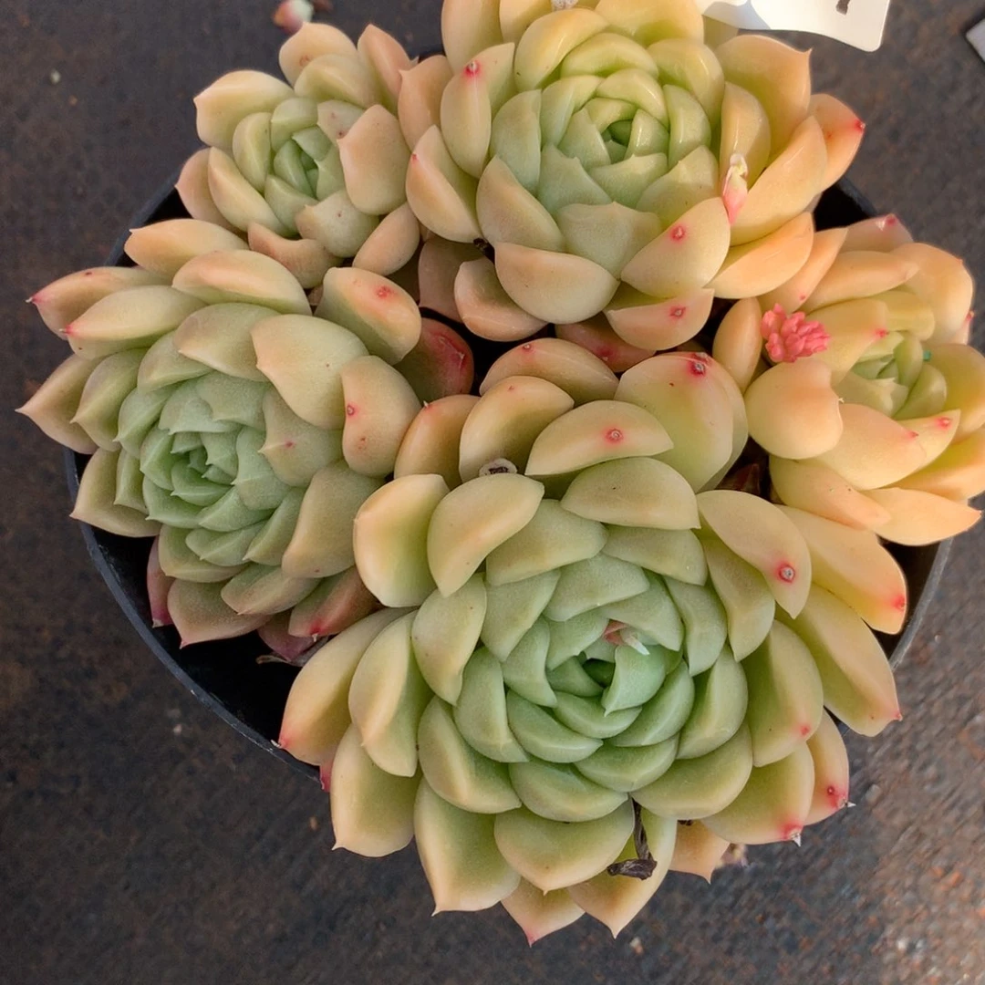 9097杂交多肉植物