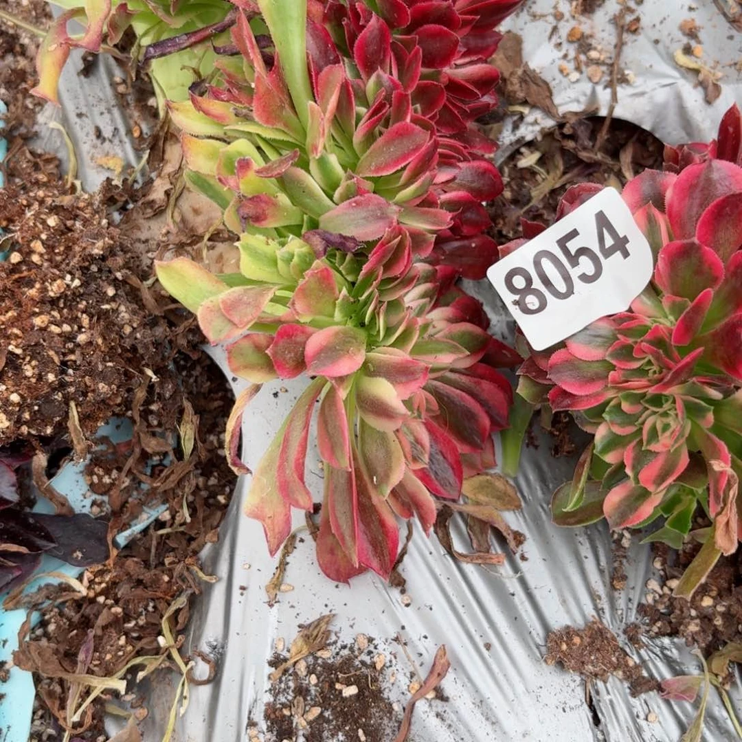 我8055 号多肉法师特价洛神