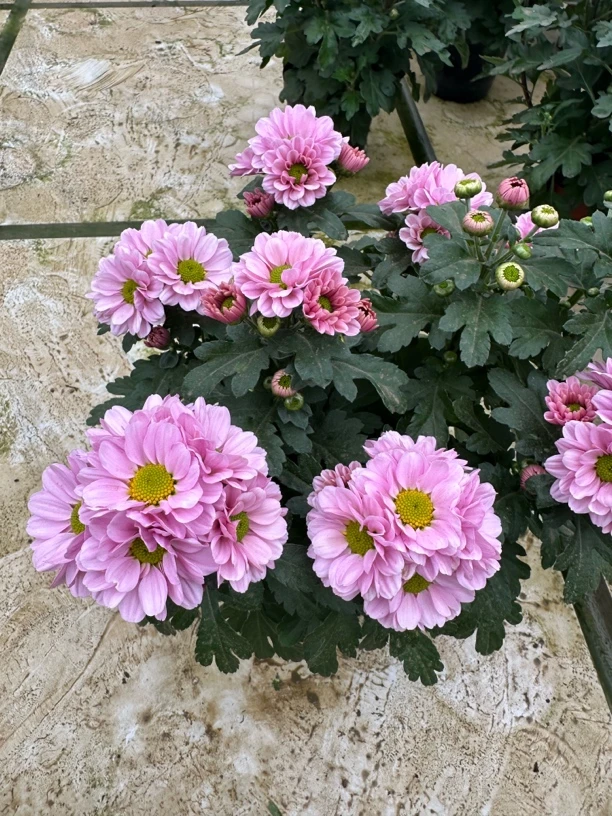 粉珍珠菊花盆栽多年生易爆花发货快新手易养护喜阳植物