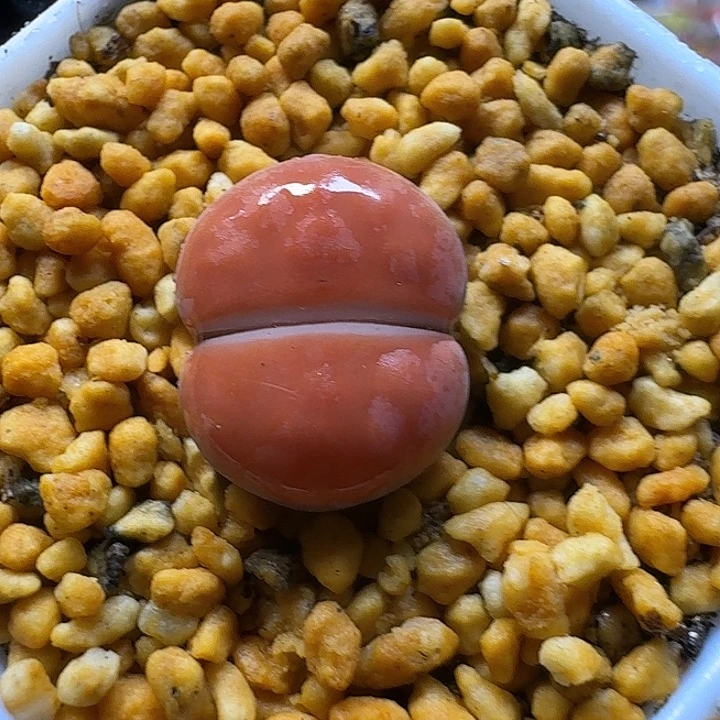 生石花23:/。 51号。 1.7左右