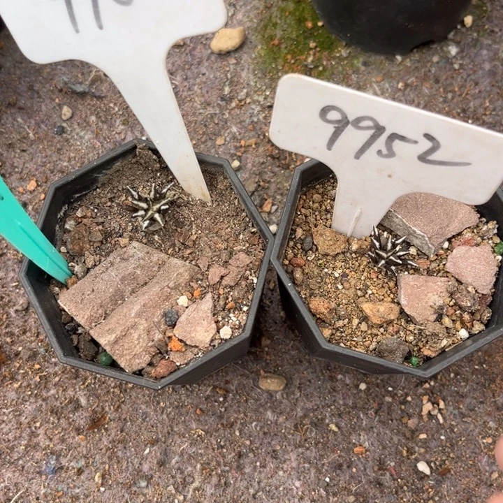 @*坤9982 9952二个实生