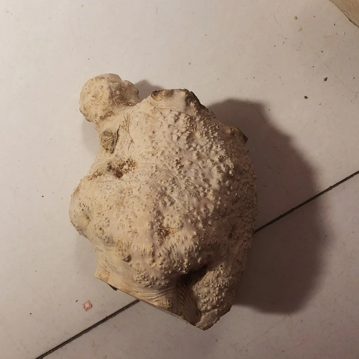 程***光木木料努力木口渴木料