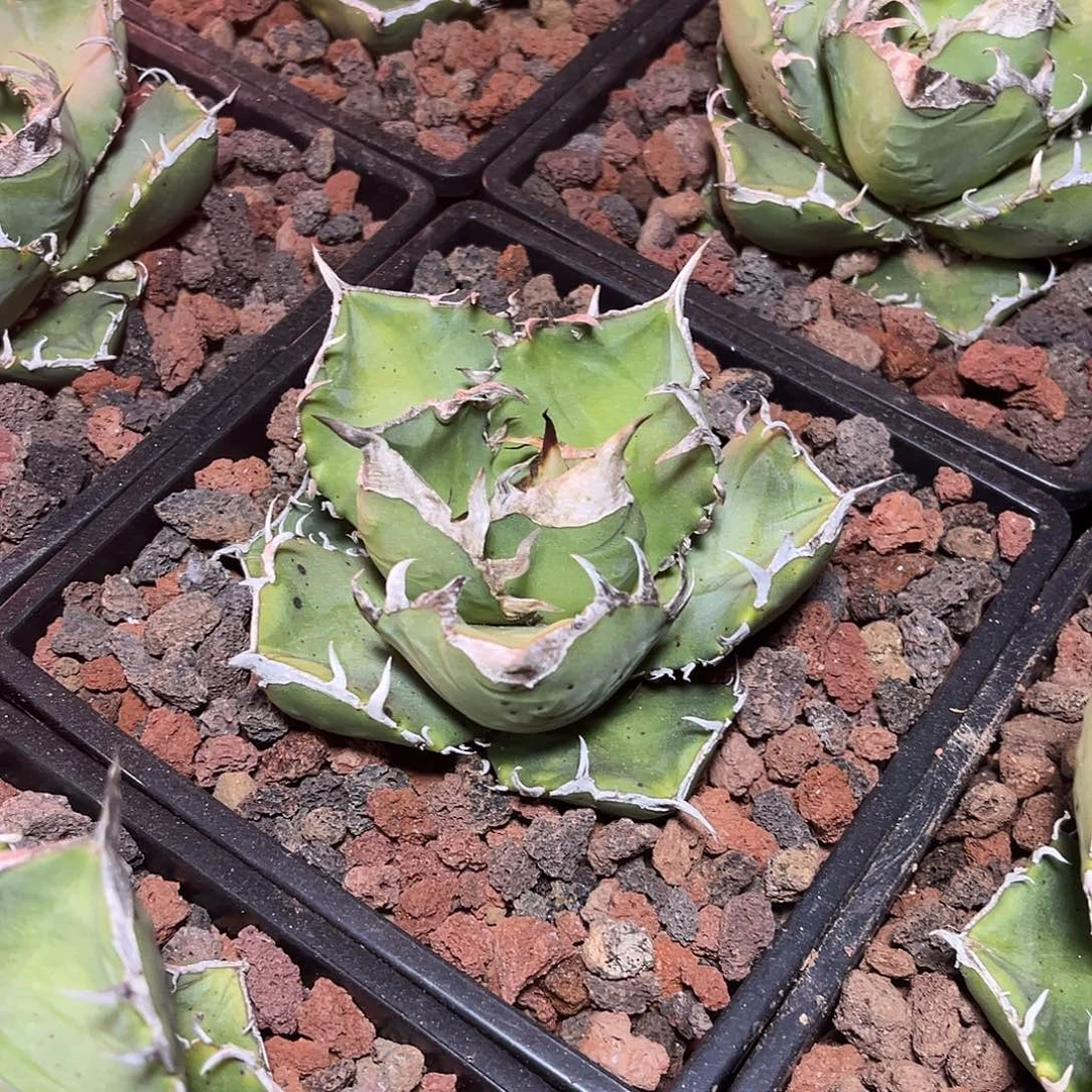 龙舌兰仁王冠立可白