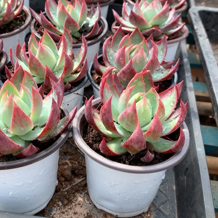 带盆土惊鸿仙子两单包邮