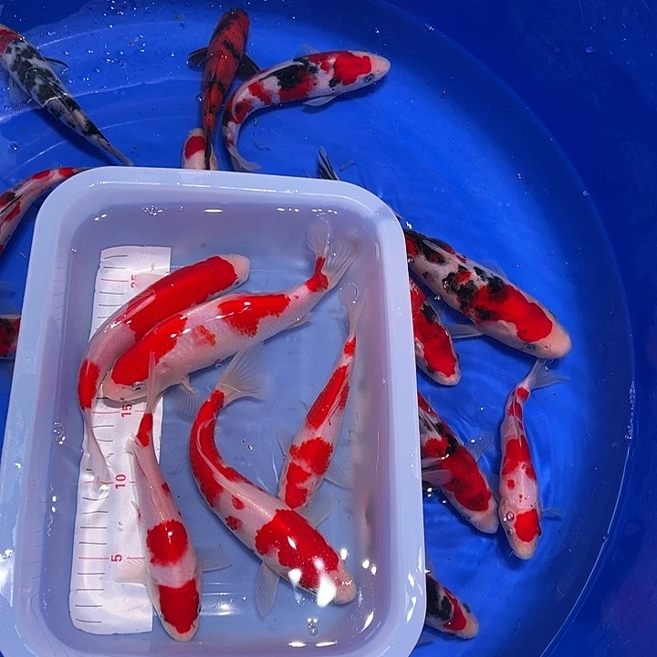 海水鱼锦鲤的尾巴和翅膀