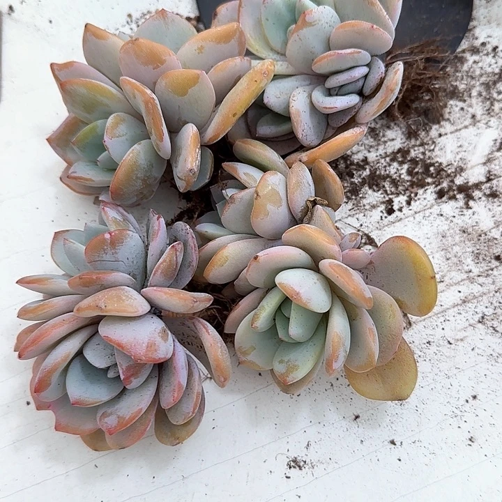 媛****肉青蛙王子儿童牙膏111