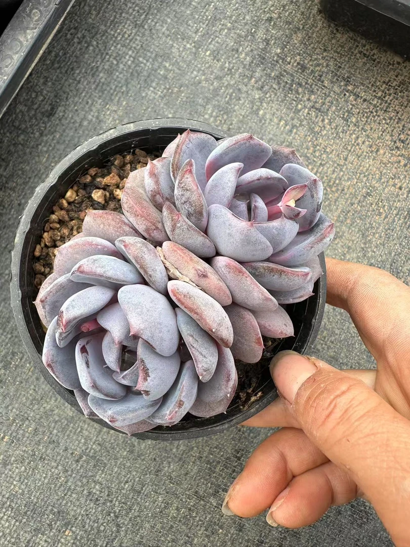 15#情人节宠粉威廉王子双头多肉植物  前男友精品多肉 Sm1429